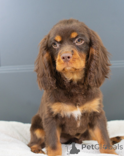 Zdjęcie №1. cavalier king charles spaniel - na sprzedaż w Augustdorf | negocjowane | Zapowiedź №157214