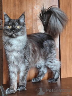 Zdjęcie №2 do zapowiedźy № 169614 na sprzedaż  maine coon - wkupić się Włochy prywatne ogłoszenie