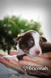 Zdjęcie №2 do zapowiedźy № 167326 na sprzedaż  miniaturowy owczarek amerykański (aush) - wkupić się Polska prywatne ogłoszenie, hodowca