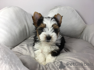 Dodatkowe zdjęcia: Sprzedam zdrowe szczenięta rasy Yorkshire Terrier