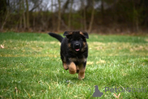 Zdjęcie №3. Deutsche Schäferhundwelpen Stehen Zur Adoption. Niemcy