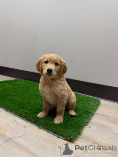 Zdjęcie №1. golden retriever - na sprzedaż w Mediolan | negocjowane | Zapowiedź №171209