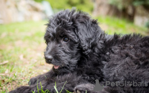 Zdjęcie №2 do zapowiedźy № 101237 na sprzedaż  labradoodle - wkupić się Niemcy prywatne ogłoszenie, hodowca