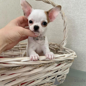 Zdjęcie №4. Sprzedam chihuahua (rasa psów) w Traxler. hodowca - cena - negocjowane