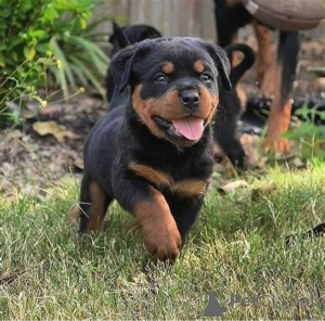 Zdjęcie №2 do zapowiedźy № 157347 na sprzedaż  rottweiler - wkupić się Niemcy prywatne ogłoszenie, hodowca