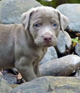 Zdjęcie №2 do zapowiedźy № 143460 na sprzedaż  labrador retriever - wkupić się Francja prywatne ogłoszenie