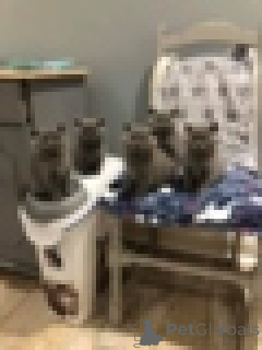 Zdjęcie №1. kot brytyjski krótkowłosy - na sprzedaż w Antwerpia | Bezpłatny | Zapowiedź № 154170