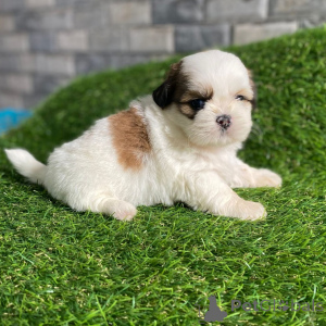 Zdjęcie №3. Smukke Shih Tzu-hvalpe søger kærlige hjem dla altid. Dania