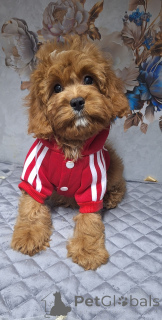 Zdjęcie №1. kawapu - na sprzedaż w Mińsk | 4634zł | Zapowiedź №160684