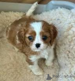 Zdjęcie №1. cavalier king charles spaniel - na sprzedaż w Madryt | 3348zł | Zapowiedź №165999
