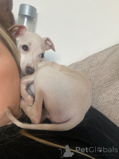 Zdjęcie №2 do zapowiedźy № 154046 na sprzedaż  charcik włoski - wkupić się Niemcy prywatne ogłoszenie