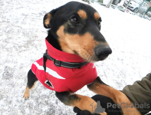 Zdjęcie №1. pies nierasowy - na sprzedaż w Москва | Bezpłatny | Zapowiedź №102688