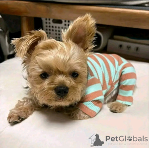 Zdjęcie №1. yorkshire terrier - na sprzedaż w Helsinki | 2631zł | Zapowiedź №163779