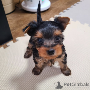 Zdjęcie №1. yorkshire terrier - na sprzedaż w Berlin | 1756zł | Zapowiedź №167034