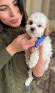 Zdjęcie №4. Sprzedam cavalier king charles spaniel w Măgurele. hodowca - cena - negocjowane