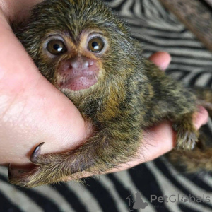 Zdjęcie №2 do zapowiedźy № 162673 na sprzedaż   - wkupić się Holandia 