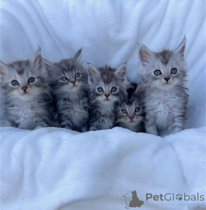 Zdjęcie №1. maine coon - na sprzedaż w Saskatoon | 2541zł | Zapowiedź № 140162