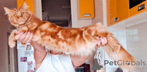 Zdjęcie №2 do zapowiedźy № 134980 na sprzedaż  maine coon - wkupić się Federacja Rosyjska hodowca