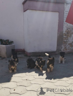 Zdjęcie №3. Szczenięta rasy American Akita. Serbia