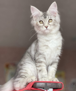 Zdjęcie №2 do zapowiedźy № 163471 na sprzedaż  maine coon - wkupić się Niemcy hodowca