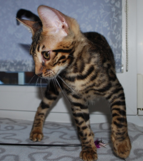 Zdjęcie №1. kot bengalski - na sprzedaż w Petersburg | 2118zł | Zapowiedź № 1615