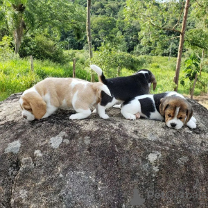 Dodatkowe zdjęcia: szczenięta rasy beagle