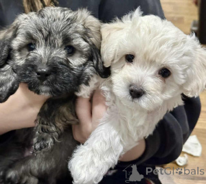 Zdjęcie №1. maltipu - na sprzedaż w Berlin | 4305zł | Zapowiedź №149825