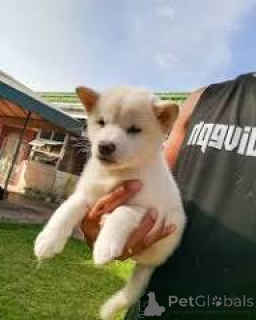 Zdjęcie №3. Koop szczenięcia Shiba Inu. Belgia