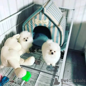 Zdjęcie №2 do zapowiedźy № 130581 na sprzedaż  szpic miniaturowy - wkupić się Francja prywatne ogłoszenie