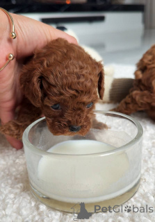 Zdjęcie №4. Sprzedam pudel (zabawka) w Warszawa. hodowca - cena - negocjowane