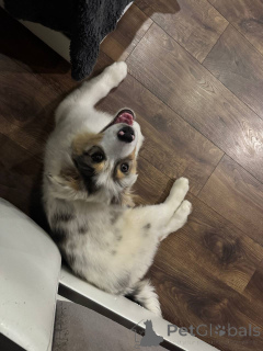 Zdjęcie №2 do zapowiedźy № 153959 na sprzedaż  owczarek australijski - wkupić się Białoruś prywatne ogłoszenie, od żłobka, hodowca