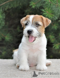 Zdjęcie №2 do zapowiedźy № 160964 na sprzedaż  jack russell terrier - wkupić się Francja prywatne ogłoszenie, hodowca