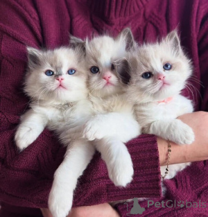 Zdjęcie №1. ragdoll - na sprzedaż w Chania | negocjowane | Zapowiedź № 170587