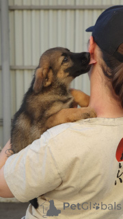 Zdjęcie №4. Sprzedam pies nierasowy w Rzeka Moskwa. prywatne ogłoszenie - cena - Bezpłatny