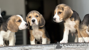 Dodatkowe zdjęcia: Szczenięta rasy beagle