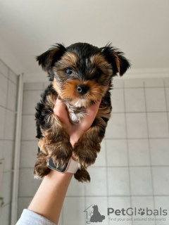 Zdjęcie №2 do zapowiedźy № 42251 na sprzedaż  yorkshire terrier - wkupić się Niemcy prywatne ogłoszenie