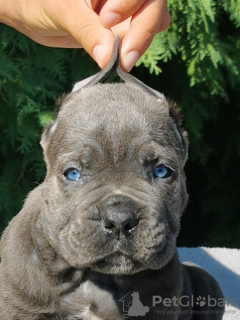 Zdjęcie №3. Szczenięta CANE CORSO. Serbia