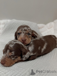 Zdjęcie №1. jamnik - na sprzedaż w Helsinki | 2392zł | Zapowiedź №164008