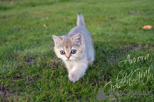 Zdjęcie №1. kot brytyjski krótkowłosy - na sprzedaż w Dubna | 1221zł | Zapowiedź № 7878