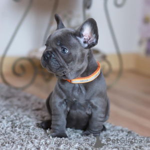 Zdjęcie №1. buldog francuski - na sprzedaż w Deutsch-Wagram | negocjowane | Zapowiedź №168313