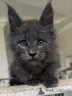 Zdjęcie №3. Urocze kocięta Maine Coon Dostępne łagodne giganty o słodkich temperamentach. Niemcy