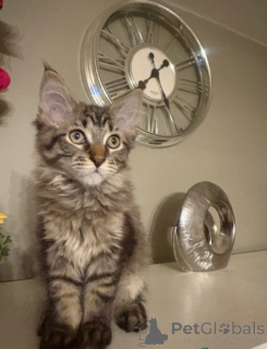 Zdjęcie №3. kocięta rasy maine coon. Norwegia