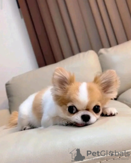 Zdjęcie №1. chihuahua (rasa psów) - na sprzedaż w Paryż | negocjowane | Zapowiedź №126823