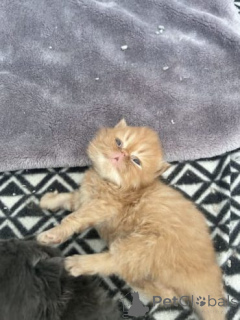 Zdjęcie №2 do zapowiedźy № 159893 na sprzedaż  perskie - wkupić się Litwa prywatne ogłoszenie