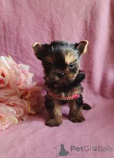 Zdjęcie №3. Dziewczyna rasy Yorkshire Terrier. Federacja Rosyjska