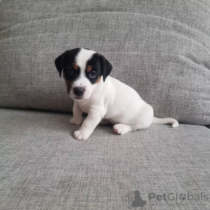 Zdjęcie №1. jack russell terrier - na sprzedaż w Kolonia | negocjowane | Zapowiedź №127628