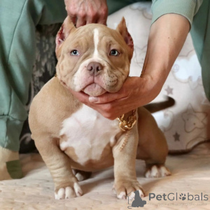Zdjęcie №3. Champion Bloodline Pocket American Bully Szczenięta na sprzedaż!. USA