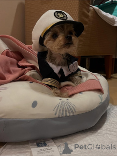 Zdjęcie №2 do zapowiedźy № 163332 na sprzedaż  yorkshire terrier - wkupić się Czarnogóra prywatne ogłoszenie, ze schronu