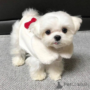 Zdjęcie №3. Sprzedam urocze urocze maltańskie szczenięta, skontaktuj się z firmą WhatsApp. Finlandia