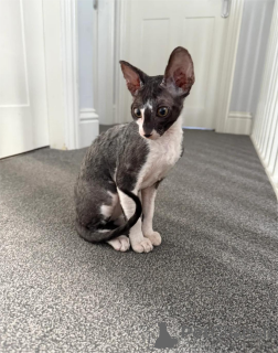 Zdjęcie №1. kot cornish rex - na sprzedaż w ALSDORF | 1674zł | Zapowiedź № 151654